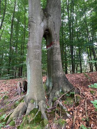 Baum am Kleinen Beutelsee unten