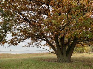 Eiche am Gülper See