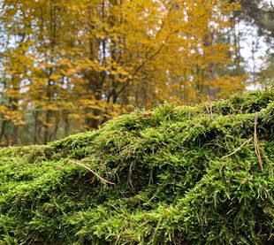 Moos auf Baum im Herbst