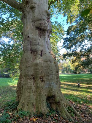 Alte Platane im Schlosspark