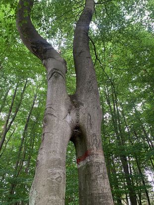 Baum am Kleinen Beutelsee Uckermark