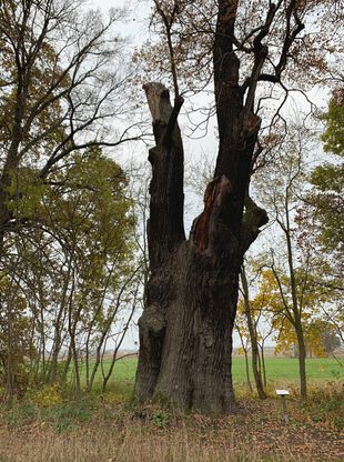 Dicke Eiche Krügersdorf