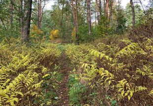 Pfad durch Farnen im Löcknitztal