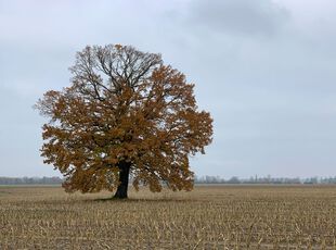 Feldeiche Krügersdorf nah