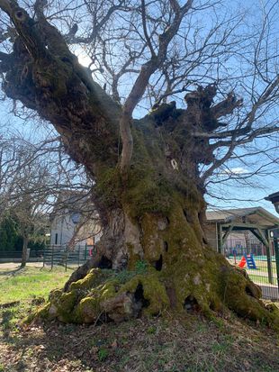 Alter Baum in Brandenburg