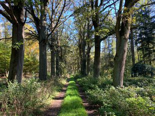 Eichen Hohes Rott bei Nennhausen