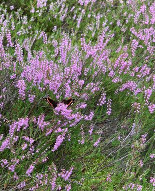 Heide mit Schmetterling