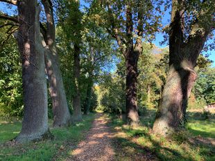 Eichenallee bei Schloss Nennhausen