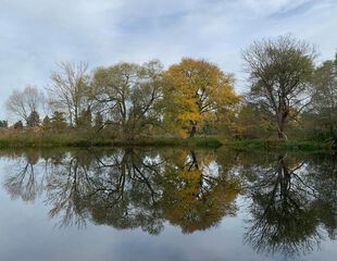 Bäume an der Havel bei Plaue