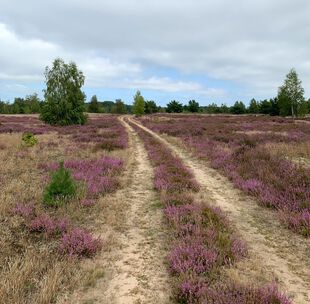 Weg in der blühenden Kleinen Schorfheide