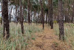 Wanderweg durch den Kiefernwald am Gülper See