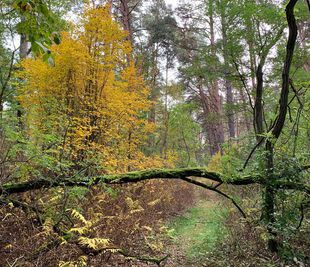 Verwunschener Weg