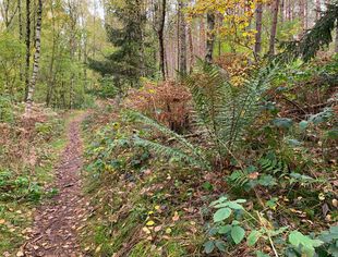 Herbstwanderung auf Löcknitztalpfad