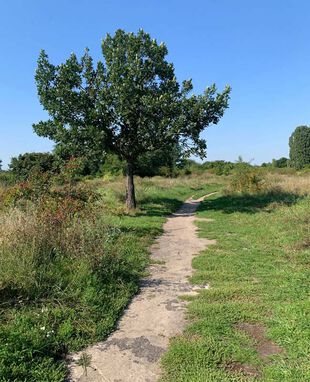 Weg auf dem Tempelhofer Feld