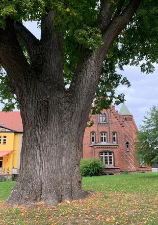 Winterlinde Schlosspark Jahnsfelde