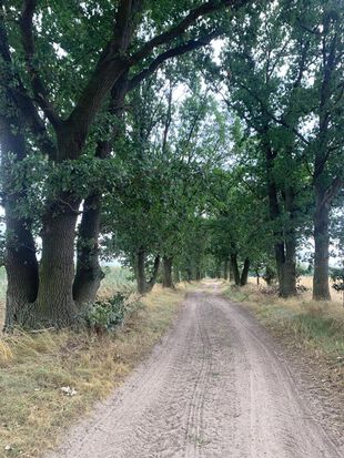 Eichenallee Neuendorf im Sande