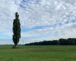 Solitärbaum bei Etzin