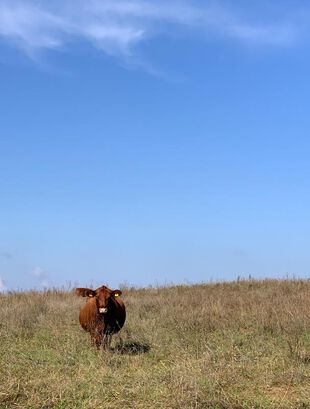 Wanderung: Kuh mit Blickkontakt