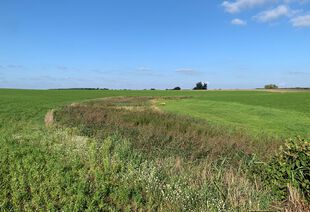 Wiese bei Hammelspring Uckermark