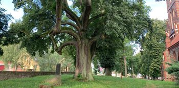 Wanderung zu alten Bäumen in Brandenburg: Golzow