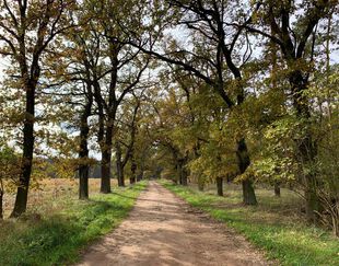 Wanderweg im Herbst