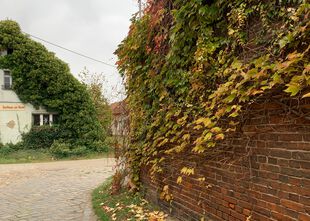 Herbstliche Fassadenbegrünung in Gülpe