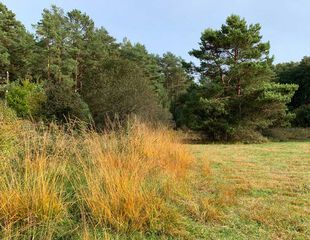 Goldene Gräser und Kiefer im Löcknitztal