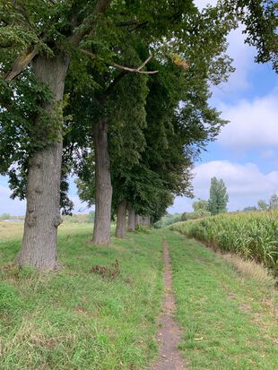 Rückweg Lindenberg