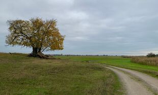 Baum mit Wanderweg im Havelland