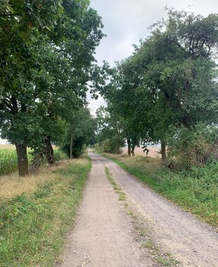 Feldweg zum Lindenberger See