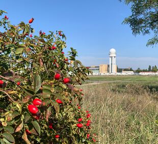 Herbst Tempelhofer Feld