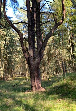 Kiefer im Wald nahe Großer Lankensee