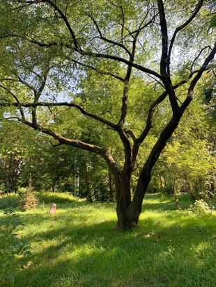 Baum im Anita-Berber-Park