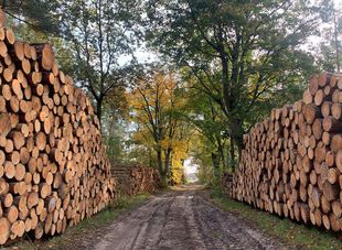 Wandern auf dem Holzweg