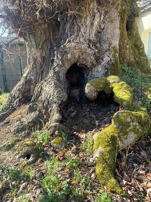 Dicke Ulme Kienbaum