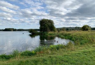 Havel mit Schwanfamilie