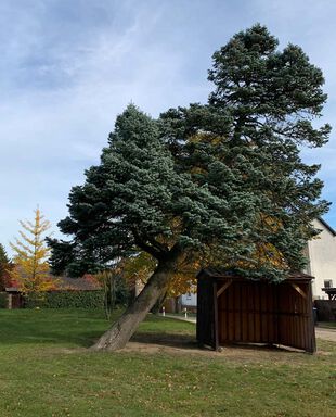 Anlehnungsbedürftiger Baum in Bahnitz