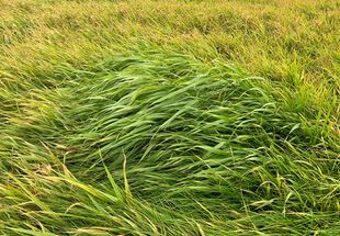 Grünes Gras an der Havelniederung