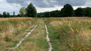 Schöner Wanderweg im Naturschutzgebiet Beerenbusch