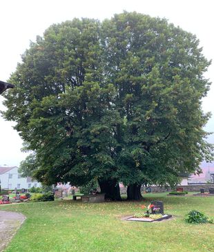 Winterlinde Friedhof Lindenberg