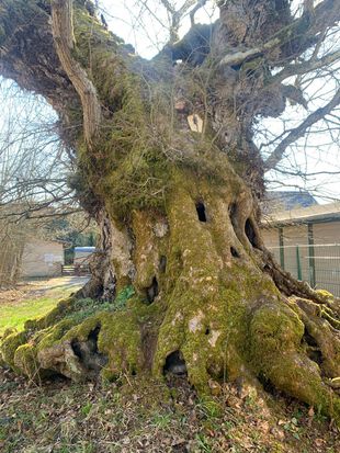 Alter Baum in Kienbaum