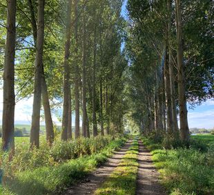 Allee im Havelland