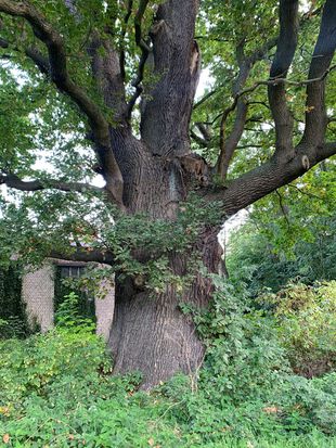Wege zu alten Bäumen - Waldemar-Eiche