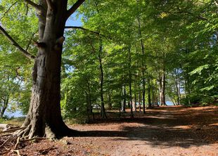 Waldweg Werbellinsee