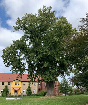 Winterlinde Schlosspark Jahnsfelde