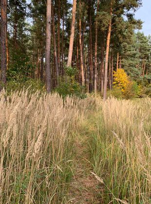 Wanderweg durch Gräser