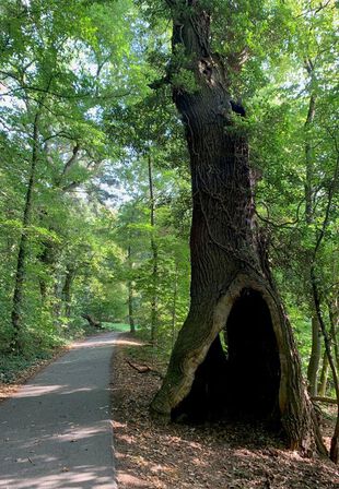 Teufelseiche Weg Heinersdorfer See