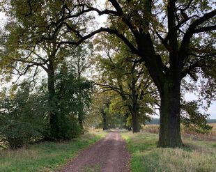 Wanderweg mit alten Eichen