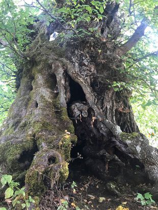 Dicke Ulme in Kienbaum