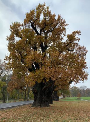 Naturdenkmal Krügersdorfer Eichen